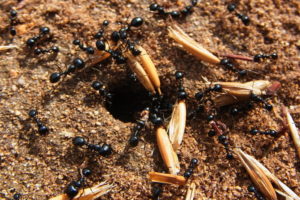 hormigas depredando semillas