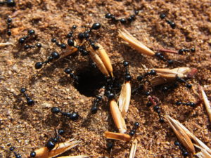 hormigas depredando semillas